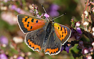 Small Copper (Lycaena phlaeas)